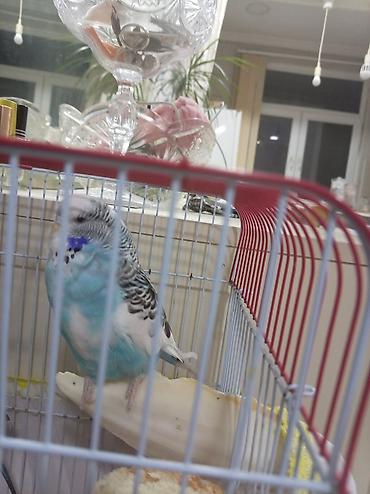 tutuquşu novləri: Məhsul: Dalmatin naxışlı, mavi-ağ rəngli dalğalı tutuquşu (budgerigar) — 2