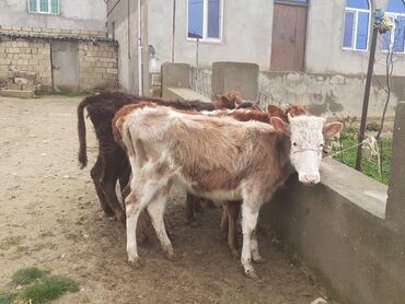 ucuz dana: Dana, buzov, Dişi, Holsteyn, Simental, ay: 1, 100 kq, Damazlıq, Südlük, Ünvandan götürmə, Ödənişli çatdırılma