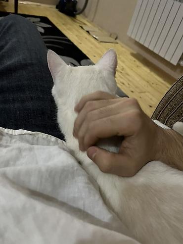 angora pişik: Ağ pişik – ev pişiyi - Rəngi: Tam ağ, qısa və yumşaq tüklü - Gözləri — 2