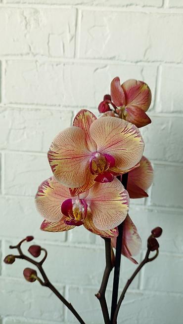 Орхидеи: Большой выбор сортовых орхидей. высота растений 70 см — 2