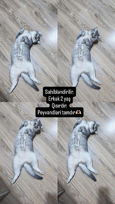 Şinşilla, Erkək, Yaxşı əllərə, Pulsuz çatdırılma lalafo.az -da Şinşilla, Erkək, Yaxşı əllərə, Pulsuz çatdırılma