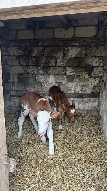 brama satisi: İki baş erkək simmental buzovlar satılır. Yalnız və yalnız real — 3