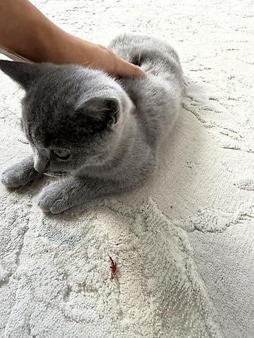 кот британский: Британский короткошёрстный котёнок, окрас сплошной голубой (серый) — 6
