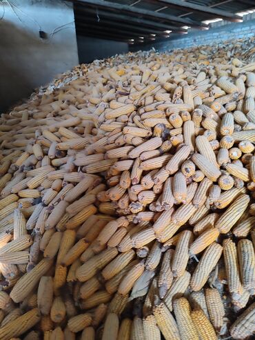 початка: Продаю кукурузу в початках сорт Лемонгрей Китай торг уместен