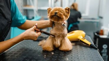 baxca isi: Groomming salonuna isci teleb olunur is oyredilir