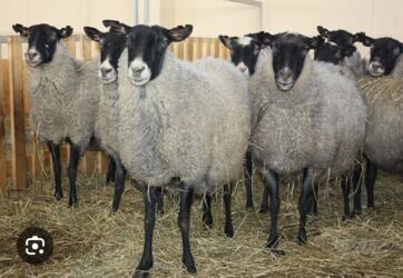 кролик цена: Продаю | Овца (самка), Ягненок, Баран (самец) | Романовская | На забой, Для разведения | Племенные, Котные, Осеменитель