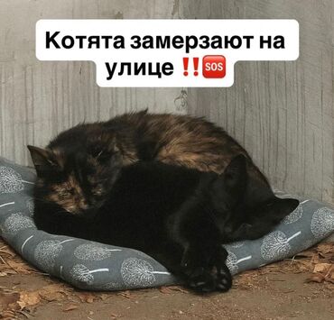 британская короткошерстная: Кошка даром: Беспородная, Девочка