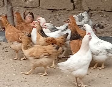 İtlər: Toyuq, Damazlıq, Ünvandan götürmə