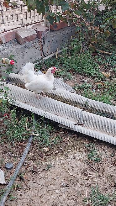 Xoruzlar: Yaponka xorzu və fərəsi satlır sağlam yaponkalardı cütdə satlır topda — 8