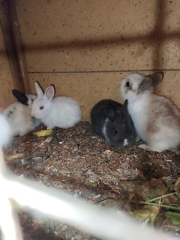 Dovşanlar: Karlik bala dovşanlar bala dovşanlar satılır dovşanlar dovşan — 13