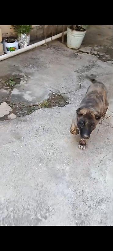 Kanqal, 3 ay, Erkək, Peyvəndli