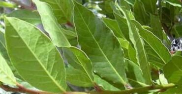 Şirniyyat məhsulları: Məhsul: Dəfnə yarpağı (laurel leaf) – ədviyyat Bagdan agacdan derilir