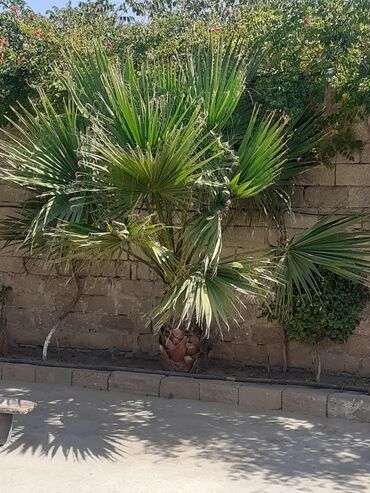 Пальмы: Palma ağacı