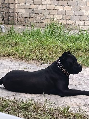 cane corso yavru: Kane-Korso, 3 ay, Erkək, Sənədli, Ödənişli çatdırılma, Pulsuz çatdırılma — 4