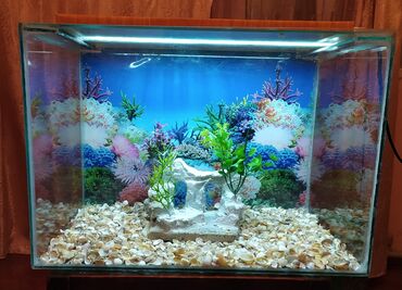 betta balığı: Dördbucaq akvarium, Balıqlarla birlikdə, 100 l