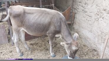 продаю музоо торпок корова самка бык самец айрширская ангус алатауская на забой для разведения на откорм племенные нетель привязанные: Сатам | Музоо