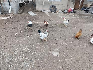 Куры, петухи: Продаю | Петух | Для разведения — 5