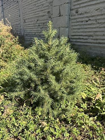 Продается елочки