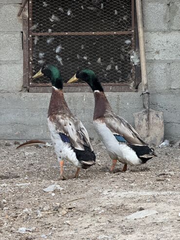Птицы: Продам утки 🦆