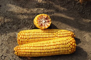 семена зерно: В наличии семена кукурузы "Дорка" от компании “WoodStock Seed”