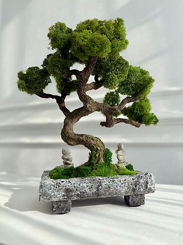 Декоративные цветы: Деревья-бонсай из натурального стабилизированного мха🌳 -это — 62