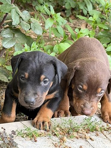 İtlər: Doberman, 1 ay, Ünvandan götürmə — 9