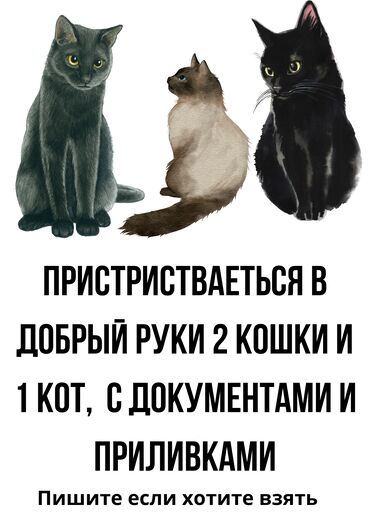 купить британскую кошку: 1 год, Мальчик, Кастрирована, Приучена к лотку, Проглистована