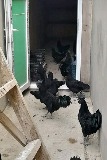 Xoruzlar: Xoruz, il: 1 -da lalafo.az — 11 Xoruzlar: Xoruz, il: 1 — 11