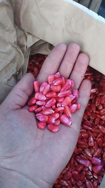 Кукуруза: ЭЛИТА жугору урондор местный Ала Тоо, Манас, Чуй 62 ж.б. гибрид жугору — 9