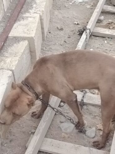 İtlər: Pitbul, 1 il, Erkek