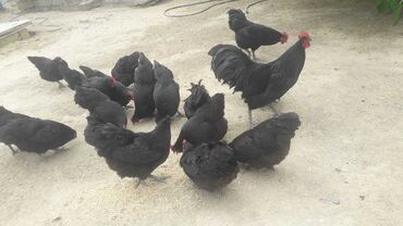ev qusu: Toyuq, Australorp, Damazlıq