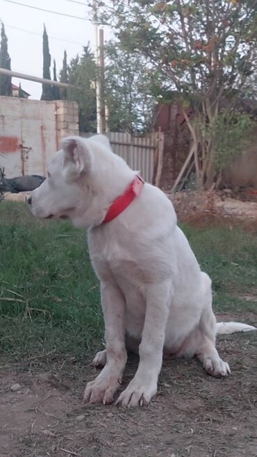 it davası: Alabay, 5 ay, Dişi