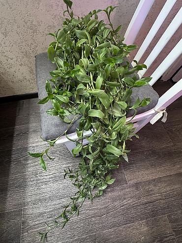 Другие комнатные растения: Добрый день! В продаже комнатные растения: Сингониумы - конфетти — 27