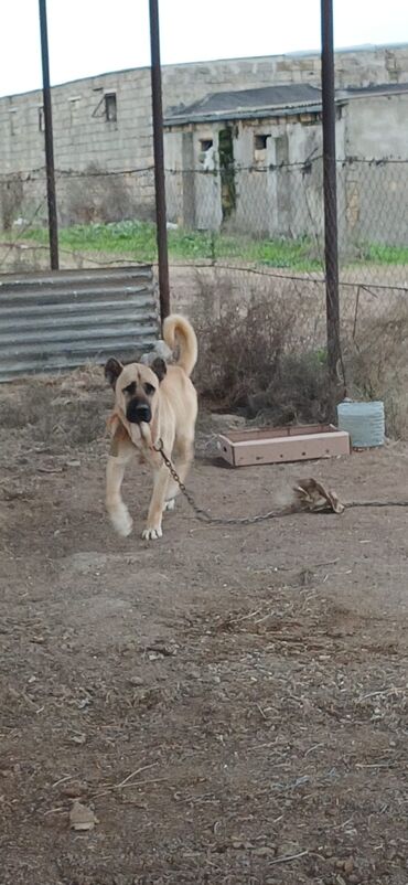 İtlər: Kanqal, 1 il, Erkek, Peyvəndli, Ödənişli çatdırılma — 7