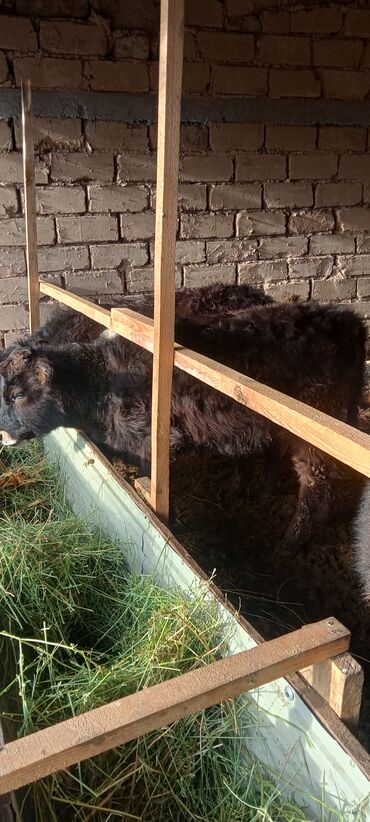 Коровы, быки: Продаю | Тёлка | Полукровка | На откорм | Племенные — 10