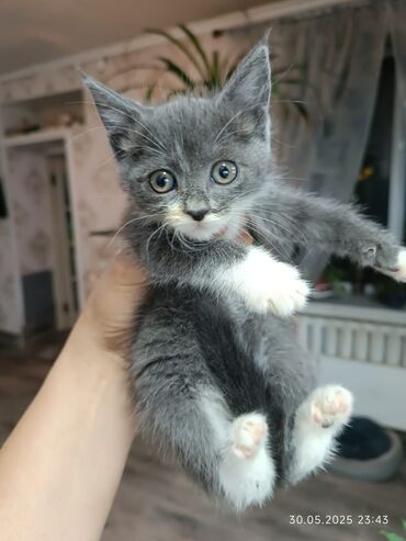 бенгальские кошки бишкек: Беспородная, 2 месяца, Мальчик