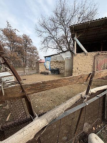 Продажа коттеджей и домов: 📍 В Сокулуке в селе (селекция) продается дом на участке 10 соток (по — 7