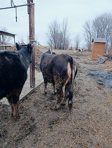 Коровы, быки: Продаю | Корова (самка) | Для молока | После отела — 6