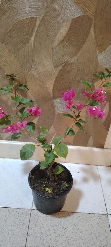 Çöl bitkiləri: Buketli bouqenvilya (Bougainvillea) – qapalı saksıda dekorativ kol. -