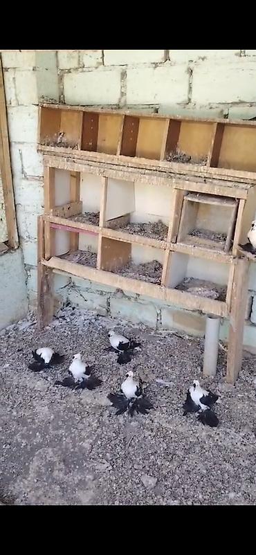 göyercin yuvası: Məhsul: Qara-ağ rəngli, uzun tüklü ayaqlı bəzək göyərçinləri — 1