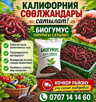 офисные столы бишкек: Калифорнийские дождевые черви и готовый биогумус Что предлагается: - — 2