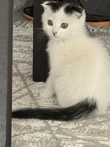 кролики калифорния купить: Шотландский вислоухий котёнок (скоттиш-фолд), окрас: белый с чёрными — 2