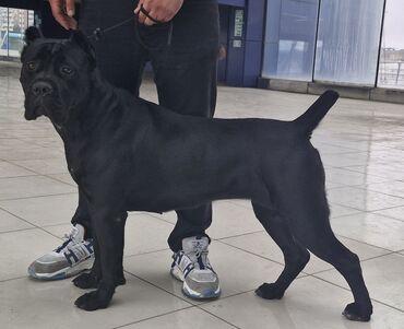 İtlər: Kane-Korso, Erkek, Sənədli, Ünvandan götürmə — 10