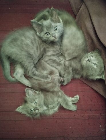 русская кошка: Кошка даром: Русская голубая, 3 месяца, Мальчик, Метис, Приучена к лотку