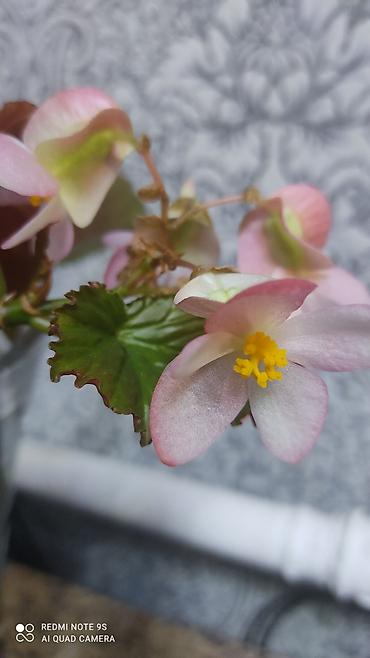 Другой декор и предметы интерьера: Распродажа алоэ и другие цветы по 100 сом — 10