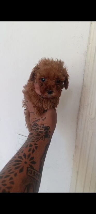 İtlər: Pudel, 3 ay, Erkek, Peyvəndli, Ünvandan götürmə — 18