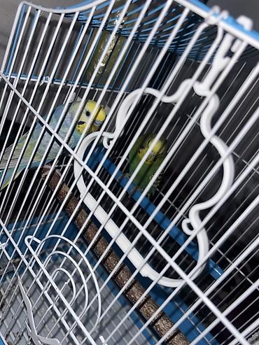 Papuqay ıle qevesı satılır Budaqlar və aksesuarlarla birlikdə dalğalı