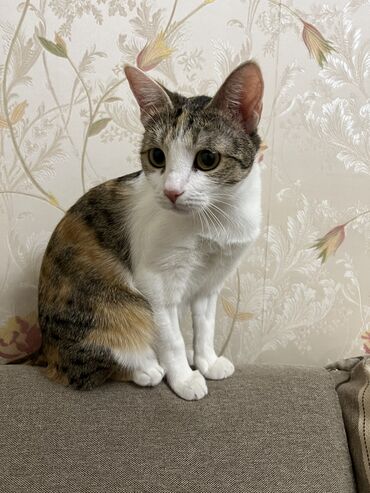 японская кошка: Отдам кошку в добрые руки. 2 годика, стерилизовала. Ласковая, но не