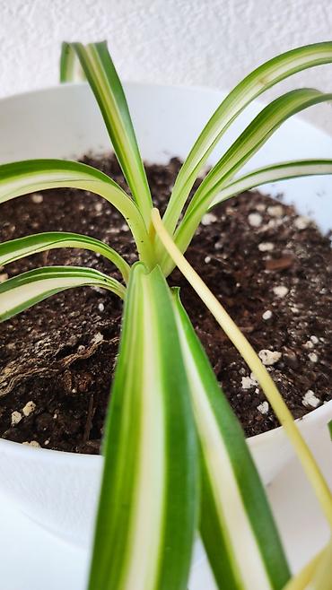 хлорофитум кудрявый: Хлорофитум с деткой в красивом стильном горшке 🌿 Неприхотливое — 3