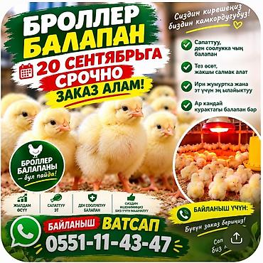 клетка для кур: Продаю | Цыплята | Бройлерная | На забой — 1
